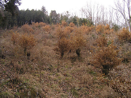 \2006N2