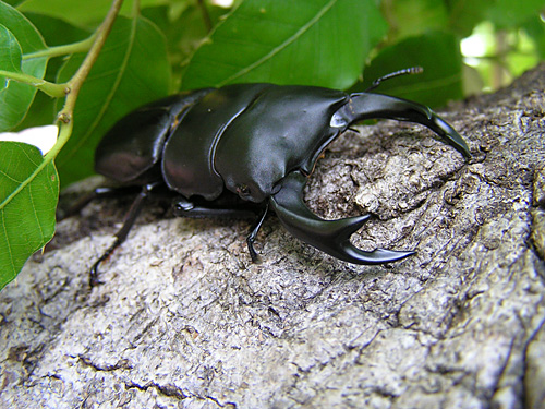 킪IWiێr@sArbWEOCt@IINK^81.5mm